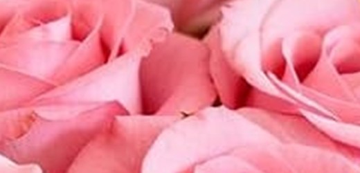 Pétalos de rosa